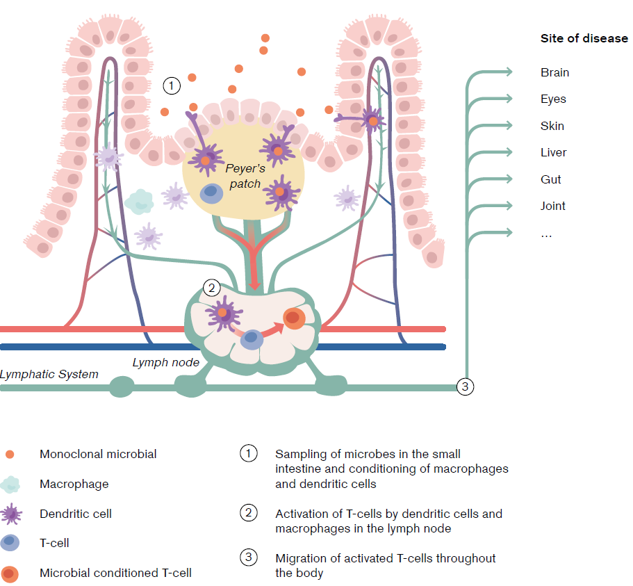 Monoclonal microbial three-step process