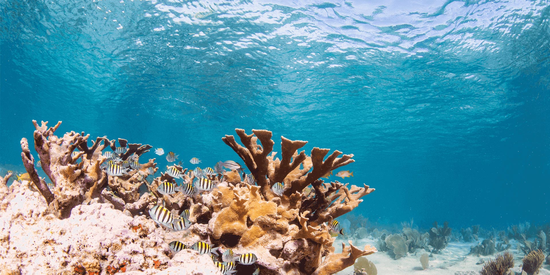 csam-joins-institutional-investors-group-on-climate-change-sea-coral.png